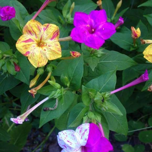 Meet your Posher, Aristotle - Picture 1 of 1